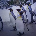 Dzień pingwina