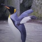 Dzień pingwina